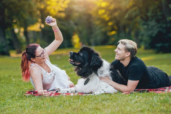 Genç çift yeşil park ile siyah ve beyaz Newfoundland köpek çalış