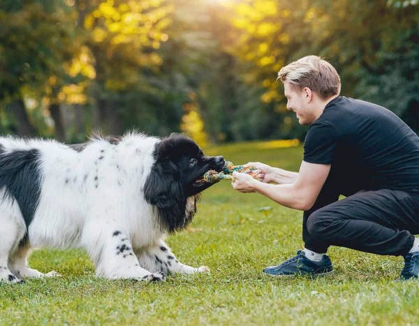 Nice Preto Branco Newfoundland Cão Brinca Com Seu Proprietário Jovem — Fotografia de Stock