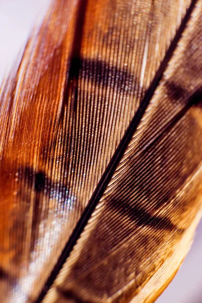 Kuşlar geçiş yumuşatma doku. Makro.