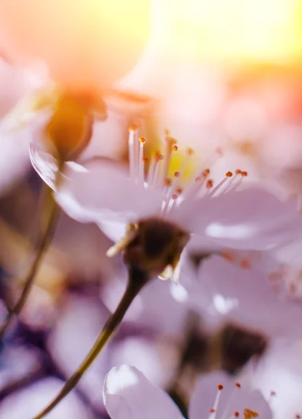 Árvore Flor Primavera Com Fundo Borrado — Fotografia de Stock