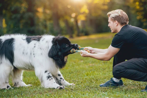 Fina Svarta Och Vita Newfoundland Hund Leker Med Dess Ägare — Stockfoto