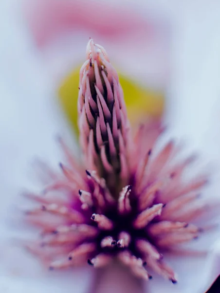 背景をぼかした写真とマグノリアの花 — ストック写真