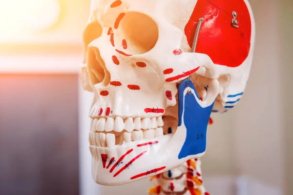 Människans Anatomi Modell Läkarmottagning — Stockfoto