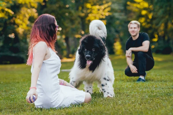 Fekete Fehér Újfundlandi Kutya Játszik Fiatal Kaukázusi Pár Zöld Parkban — Stock Fotó