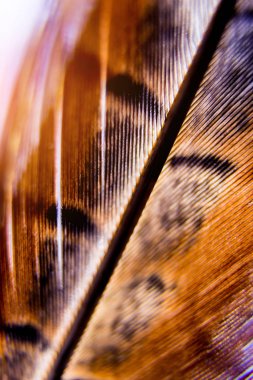 Kuşlar geçiş yumuşatma doku. Makro.