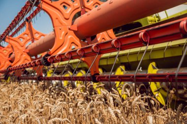 Biçerdöver buğday alan eylem içinde birleştirir. Olgun bir ürün tarladan toplama işlemi.