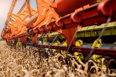 Biçerdöver buğday alan eylem içinde birleştirir. Olgun bir ürün tarladan toplama işlemi.