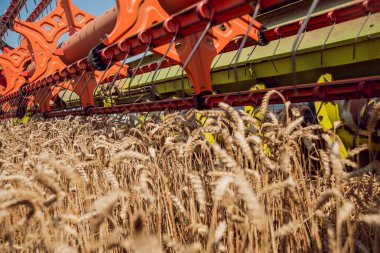 Biçerdöver buğday alan eylem içinde birleştirir. Olgun bir ürün tarladan toplama işlemi.