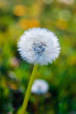 Güzel bahar çiçekleri, seçici odak