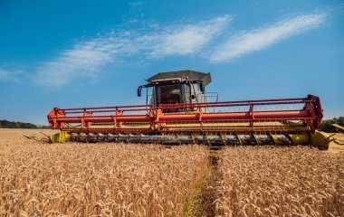 Biçerdöver buğday alan eylem içinde birleştirir. Olgun bir ürün tarladan toplama işlemi.