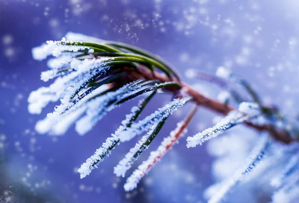 Smrkové Větve Sněhu Makro — Stock fotografie
