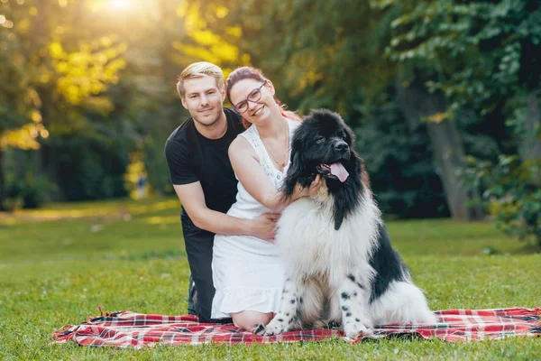 Black and white Newfoundland dog plays with young caucasian couple in green park