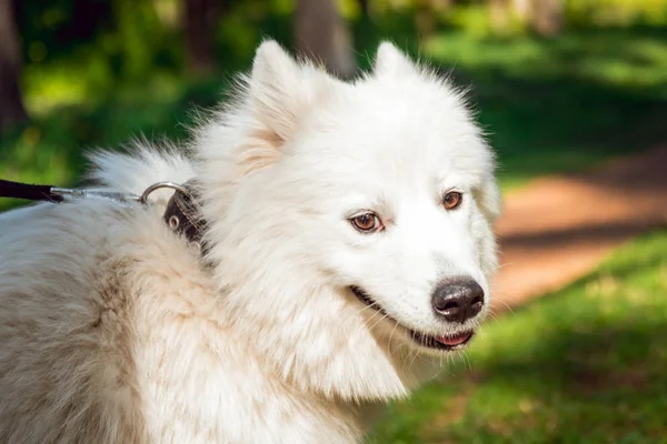 Funny white Samoyed dog in park.