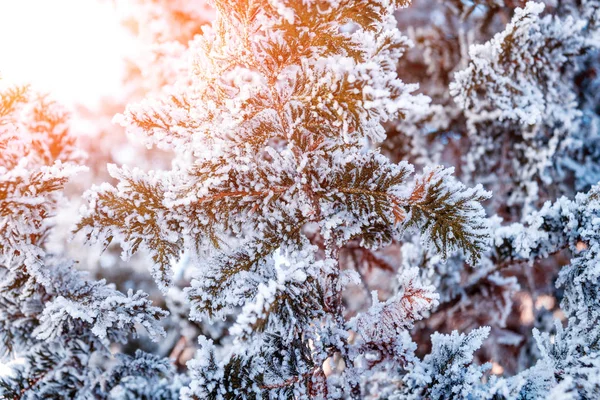 Ramo Abete Rosso Nella Neve Vicino — Foto Stock