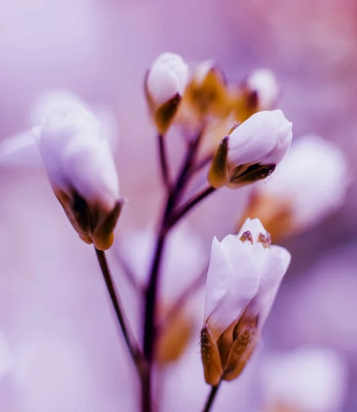 Prachtige Lentebloemen Selectieve Aandacht — Stockfoto