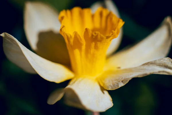美しい春の花 セレクティブ フォーカス — ストック写真