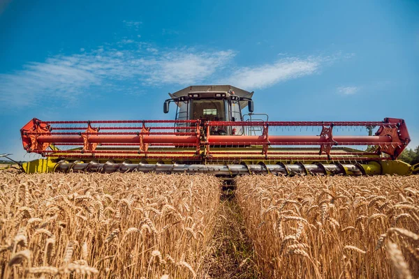 Kombajn Akci Pšeničné Pole Proces Získávání Zralého Plodiny Polí — Stock fotografie