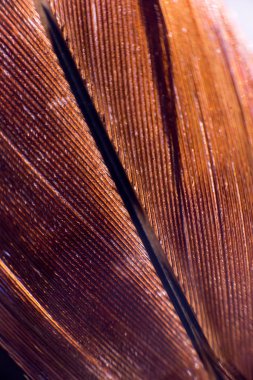 Kuşlar geçiş yumuşatma doku. Makro.