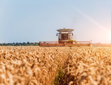 Biçerdöver buğday alan eylem içinde birleştirir. Olgun bir ürün tarladan toplama işlemi.