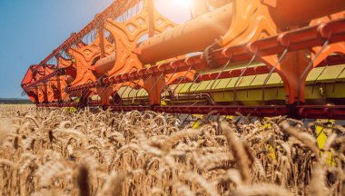 Biçerdöver buğday alan eylem içinde birleştirir. Olgun bir ürün tarladan toplama işlemi.