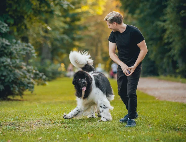 Svart Och Vitt Newfoundland Hund Leker Med Ung Blondin Kaukasiska — Stockfoto