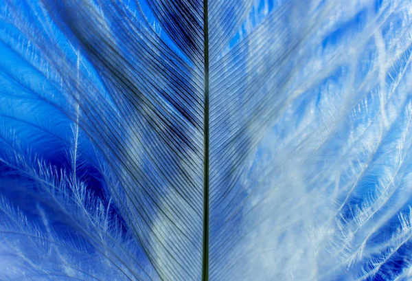 Birds Feather Texture Macro — Stock Photo, Image
