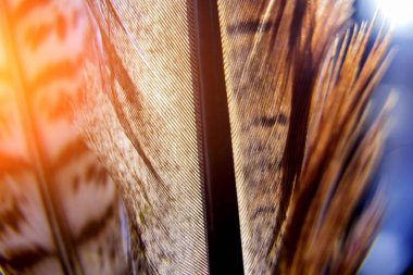 Kuşlar geçiş yumuşatma doku. Makro.