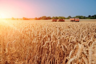Buğday alan. Altın buğday kulaklar. Zengin hasat.