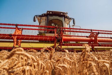 Biçerdöver buğday alan eylem içinde birleştirir. Olgun bir ürün tarladan toplama işlemi.