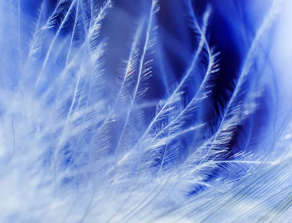 Kuşlar geçiş yumuşatma doku. Makro.