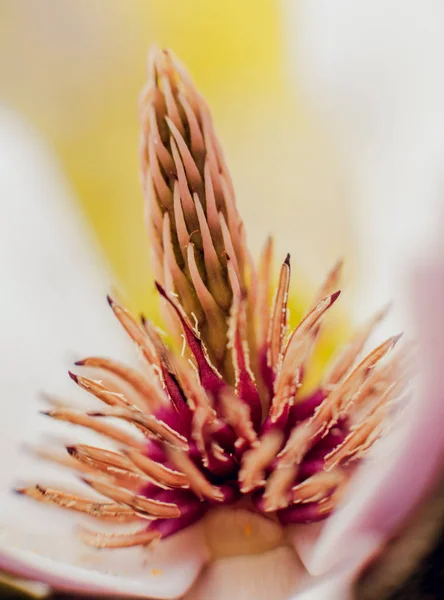 背景をぼかした写真とマグノリアの花 — ストック写真