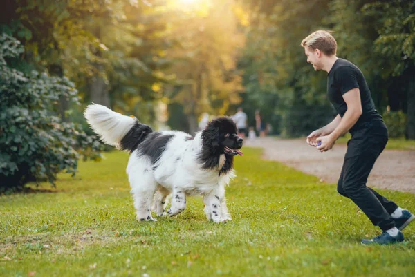 Ładne Czarno Białe Nowej Funlandii Pies Odgrywa Jej Właściciel Młody — Zdjęcie stockowe