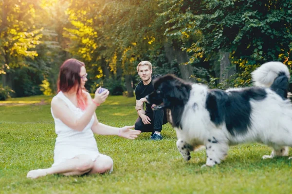 Genç çift yeşil park ile siyah ve beyaz Newfoundland köpek çalış