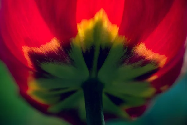 Prachtige Lentebloemen Selectieve Aandacht — Stockfoto