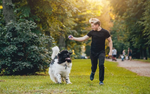 Приємний Чорно Білий Ньюфаундленд Собака Грає Власник Блондинка Парубок Парку — стокове фото