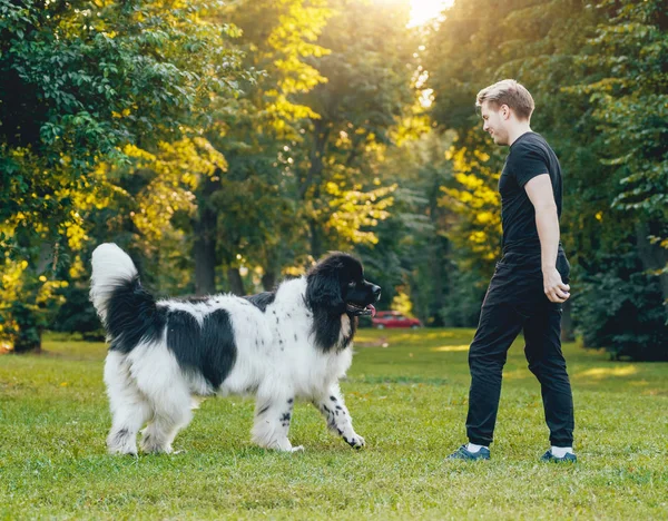 Приємний Чорно Білий Ньюфаундленд Собака Грає Власник Блондинка Парубок Парку — стокове фото