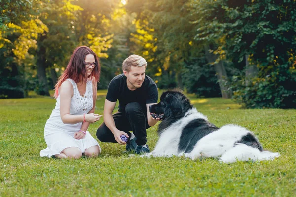 Genç çift yeşil park ile siyah ve beyaz Newfoundland köpek çalış