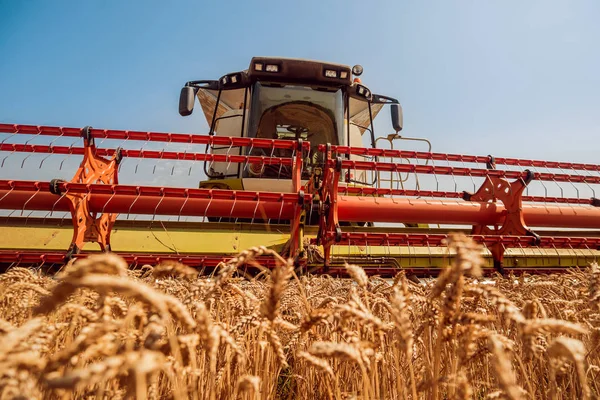 Biçerdöver buğday alan eylem içinde birleştirir. Olgun bir ürün tarladan toplama işlemi.