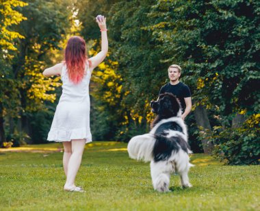 Genç çift yeşil park ile siyah ve beyaz Newfoundland köpek çalış