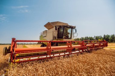Biçerdöver buğday alan eylem içinde birleştirir. Olgun bir ürün tarladan toplama işlemi.
