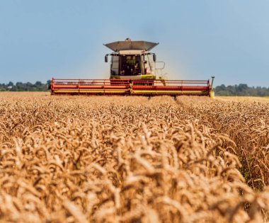 Biçerdöver buğday alan eylem içinde birleştirir. Olgun bir ürün tarladan toplama işlemi.