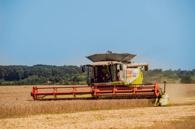 Biçerdöver buğday alan eylem içinde birleştirir. Olgun bir ürün tarladan toplama işlemi.