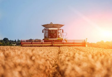 Biçerdöver buğday alan eylem içinde birleştirir. Olgun bir ürün tarladan toplama işlemi.