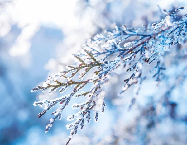 雪の中でスプルースの枝 クローズ アップ — ストック写真