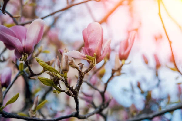 Magnolia Bloem Met Onscherpe Achtergrond — Stockfoto