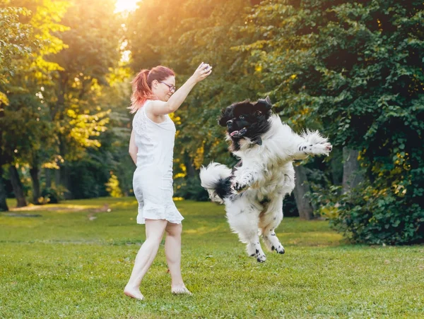 Terranova Perro Juega Con Caucásico Mujer Verde Parque — Foto de Stock