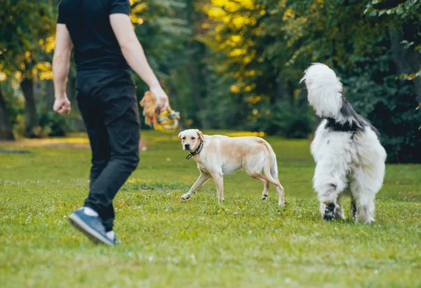 Νιουφάουντλαντ Και Λαμπραντόρ Ριτρίβερ Σκυλιά Παίζει Τον Άνθρωπο Καταπράσινο Πάρκο — Φωτογραφία Αρχείου