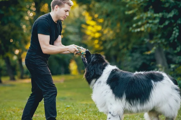 Agradable Perro Terranova Blanco Negro Juega Con Dueño Joven Hombre — Foto de Stock