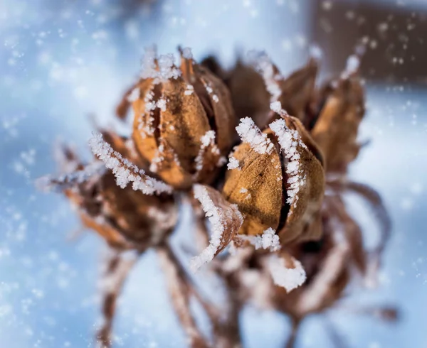 Cardo Nella Neve Bello Sfondo Macro — Foto Stock