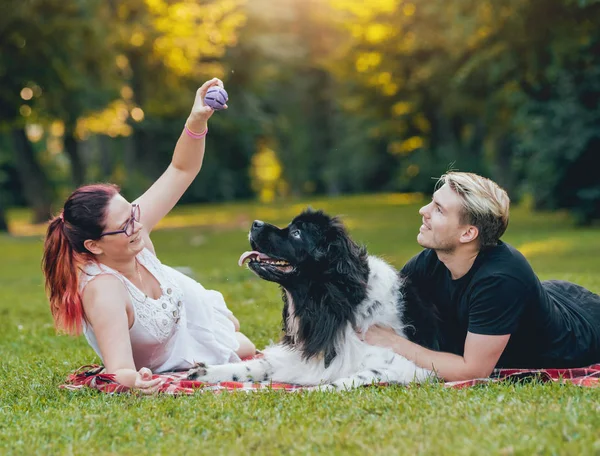 Cão Newfoundland Preto Branco Brinca Com Jovem Casal Caucasiano Parque — Fotografia de Stock